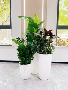 宁波绿植租摆哪家好